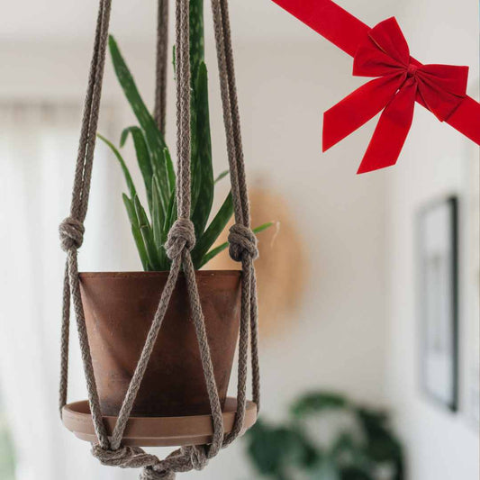 GESCHENKDOOS: Macramé plantenhanger