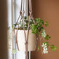 DIY kit: Macramé plant hanger