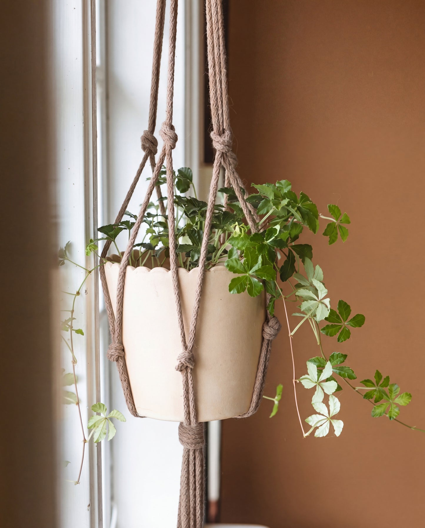 DIY kit: Macramé plant hanger
