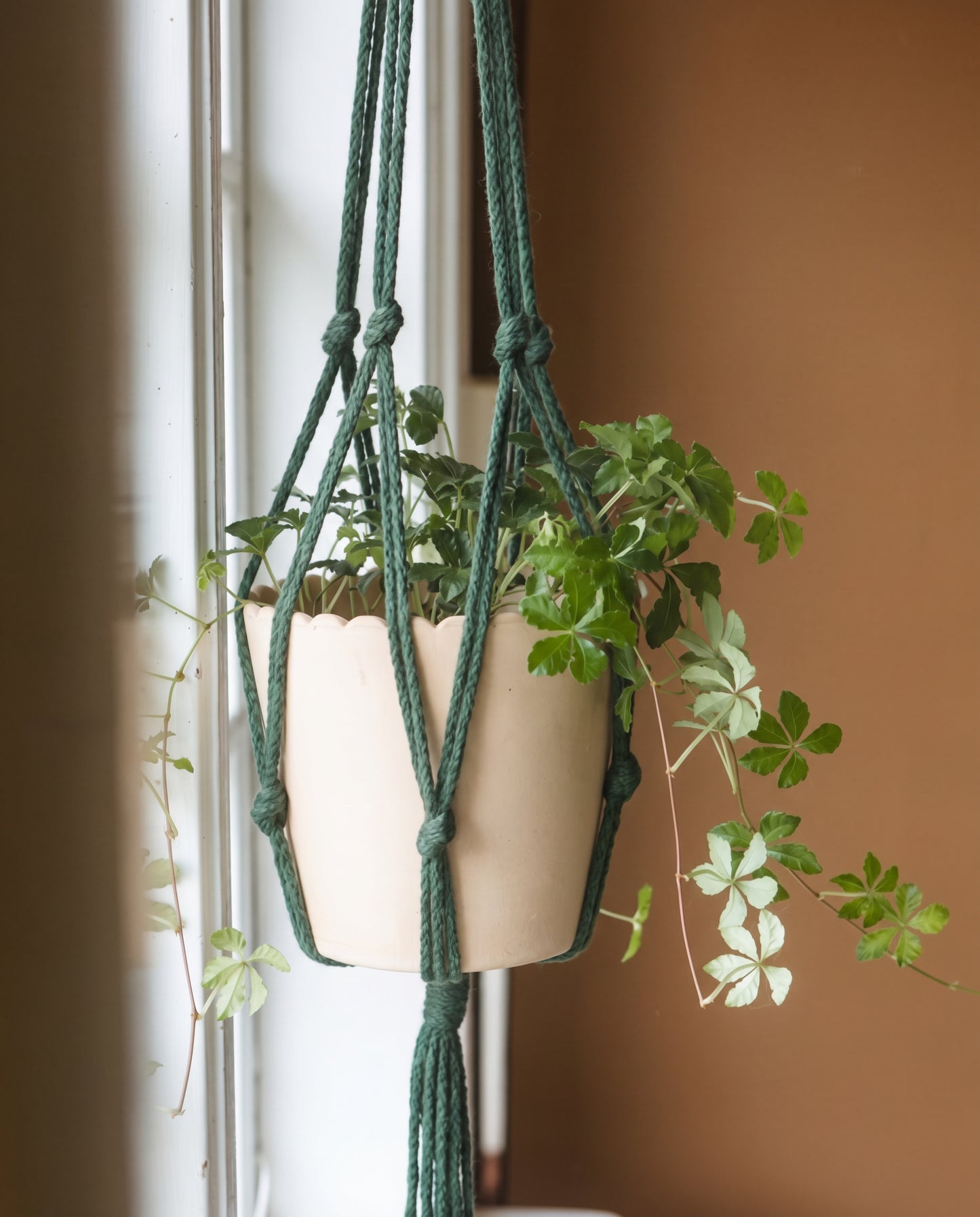 DIY kit: Macramé plant hanger