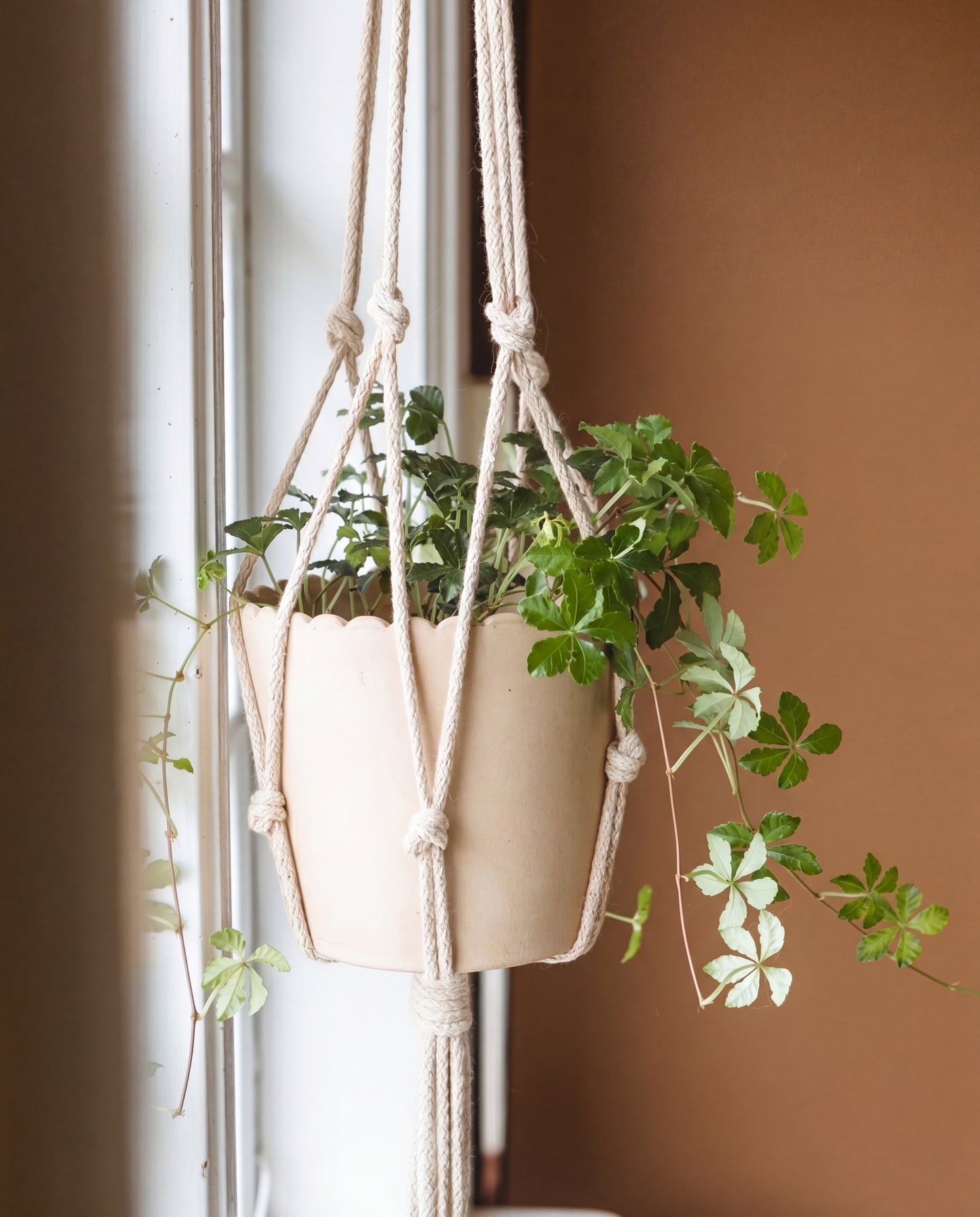 DIY kit: Macramé plant hanger